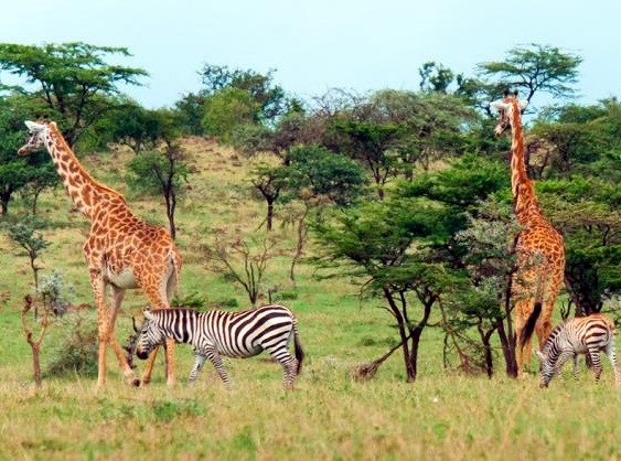 Amboseli | LAT.40