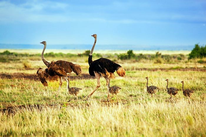Amboseli | LAT.40
