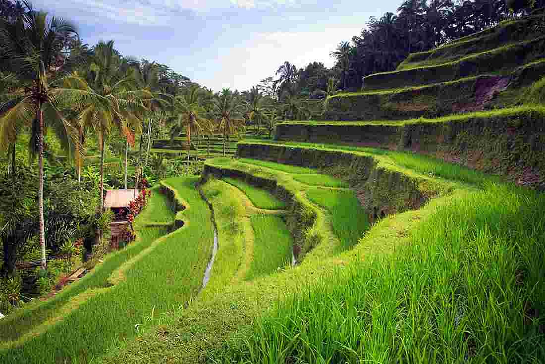 bali | LAT.40