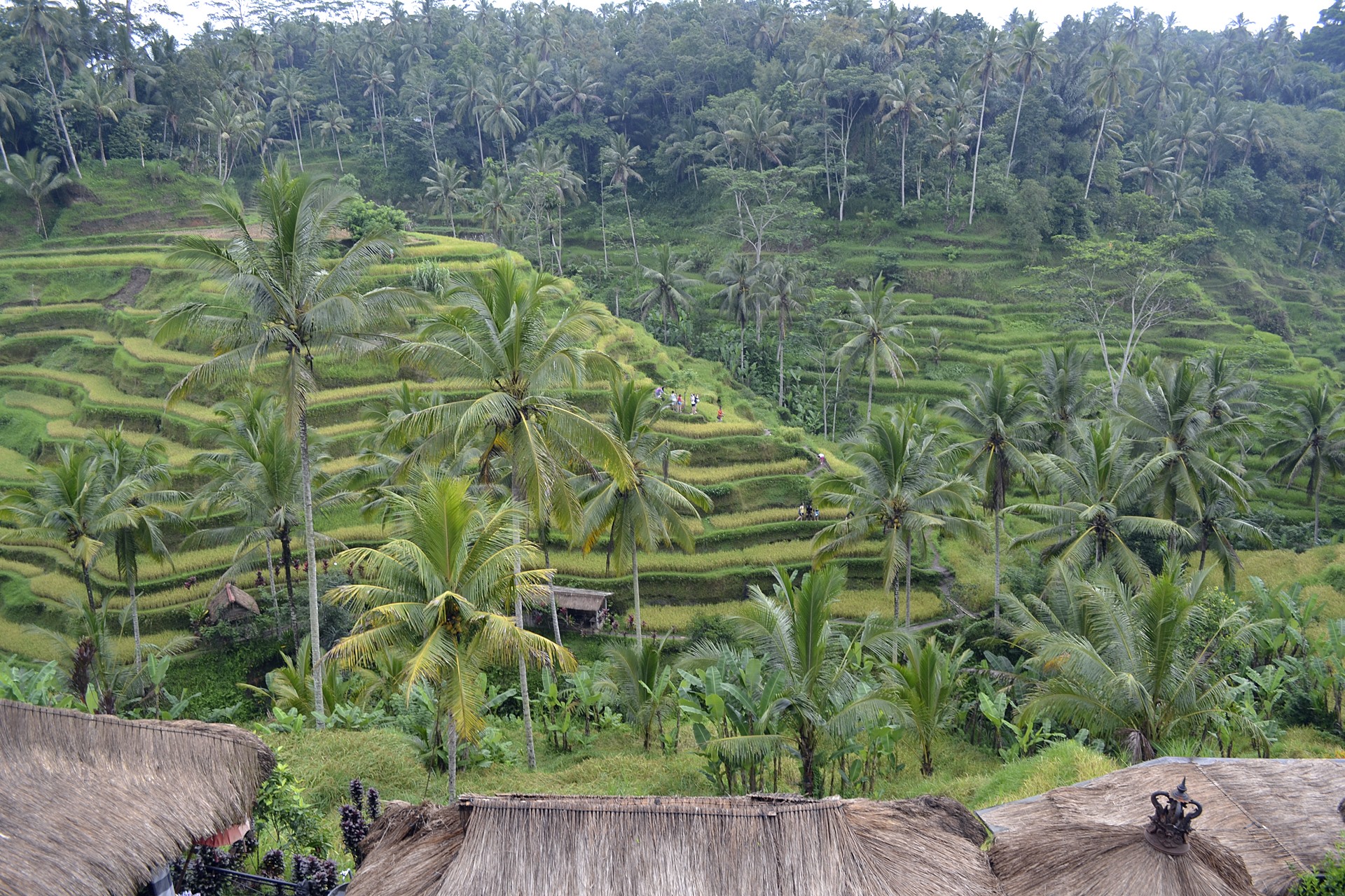 bali | LAT.40