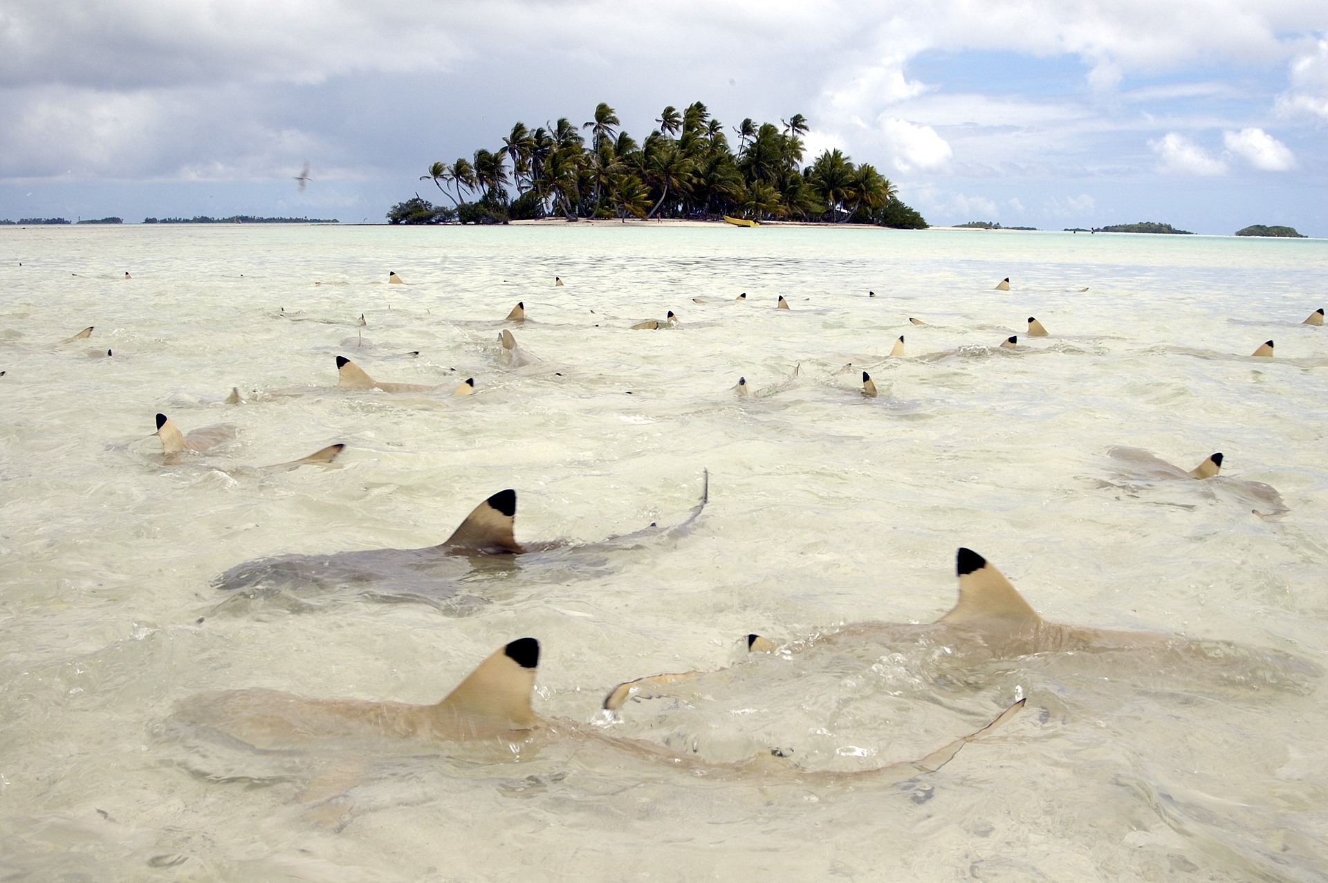 Luna de Miel Australia, Nueva Zelanda y Bora Bora diseñado por LAT.40