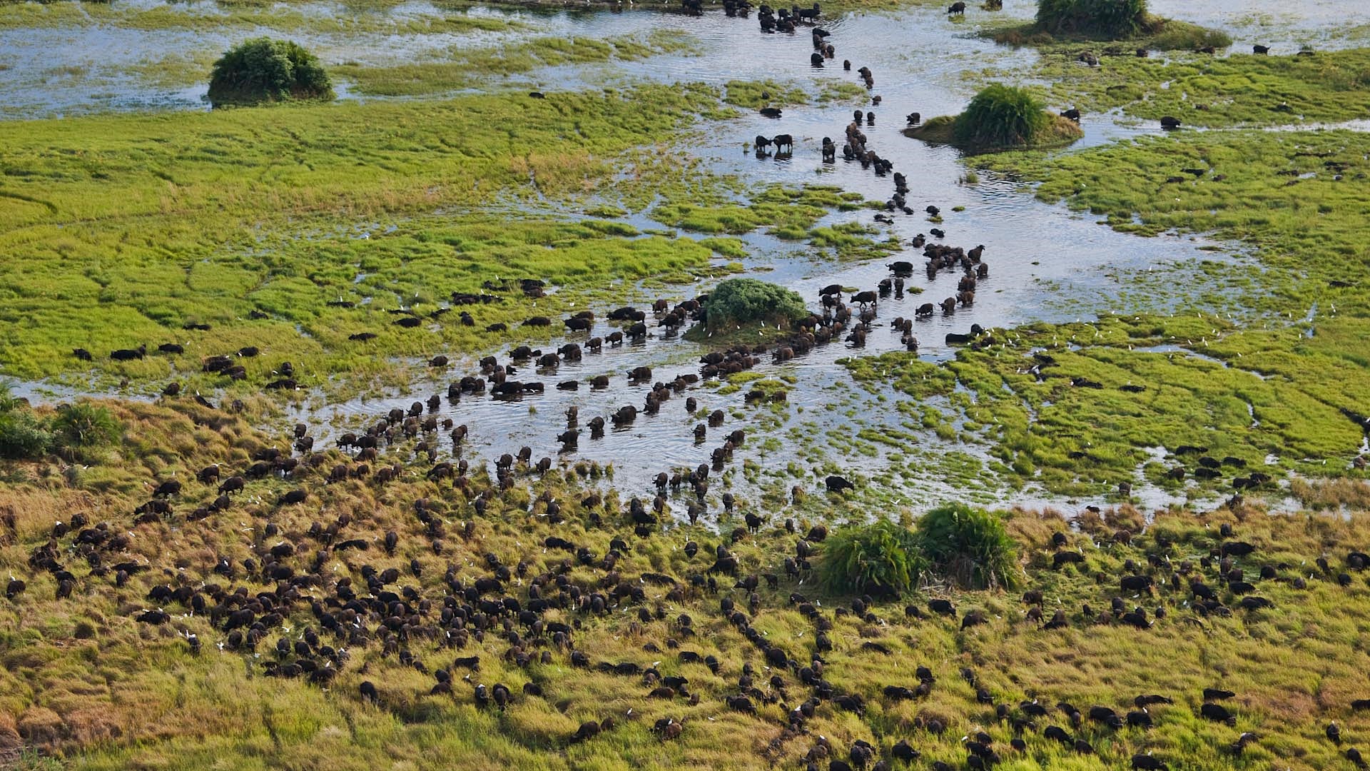 Luna de miel Botswana, Victoria Falls y Denis Private Island diseñado por LAT.40