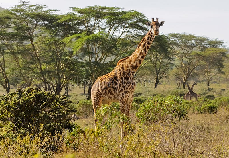 Kruger National Park