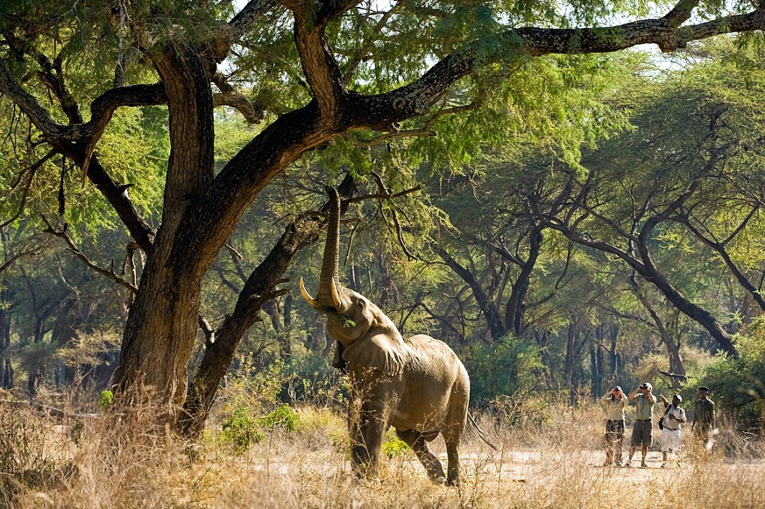 Luangwa Valley | LAT.40