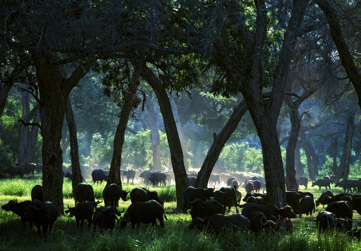 Mana Pools | LAT.40