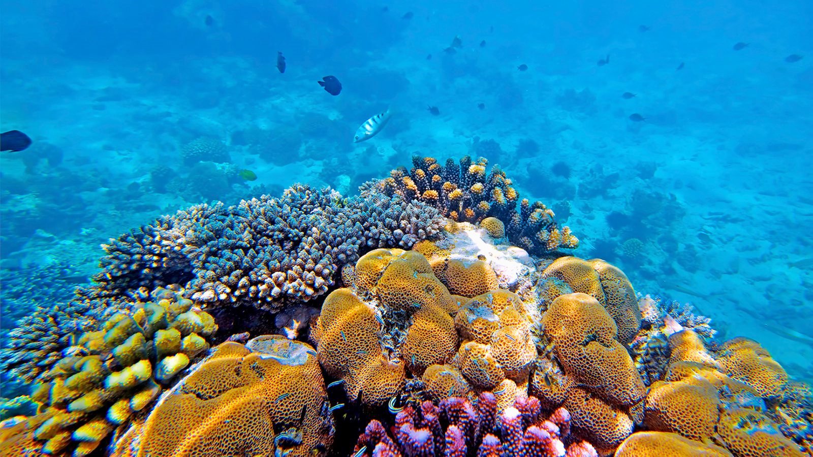 andBeyond Mnemba Island en Isla de Mnemba