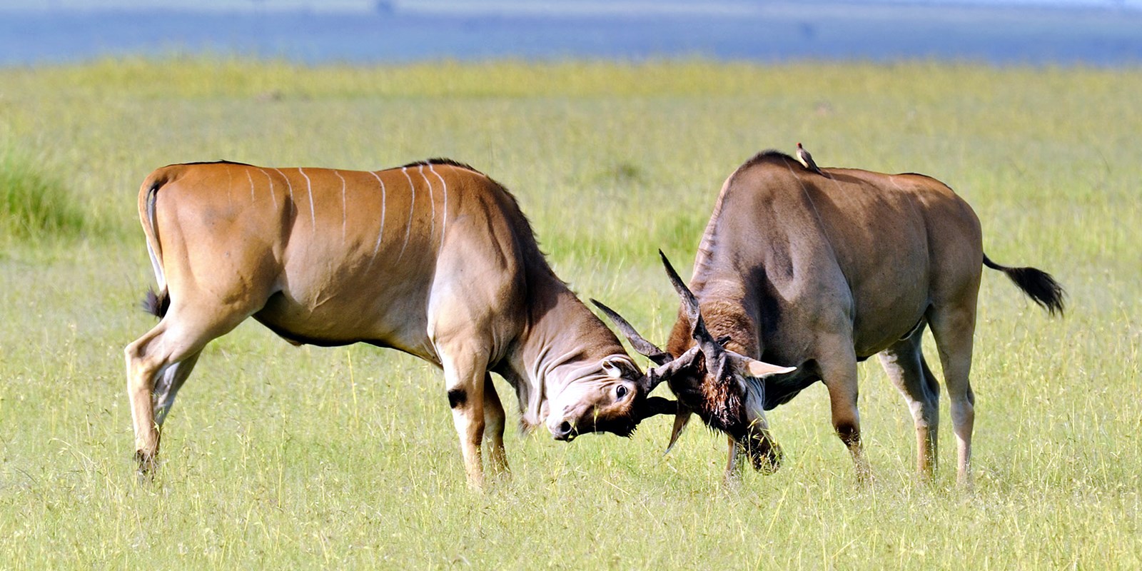 Nakuru | LAT.40