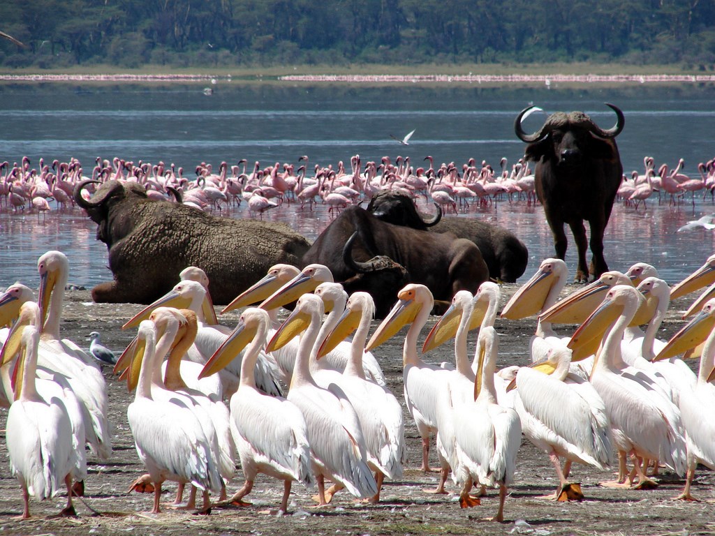 Nakuru | LAT.40