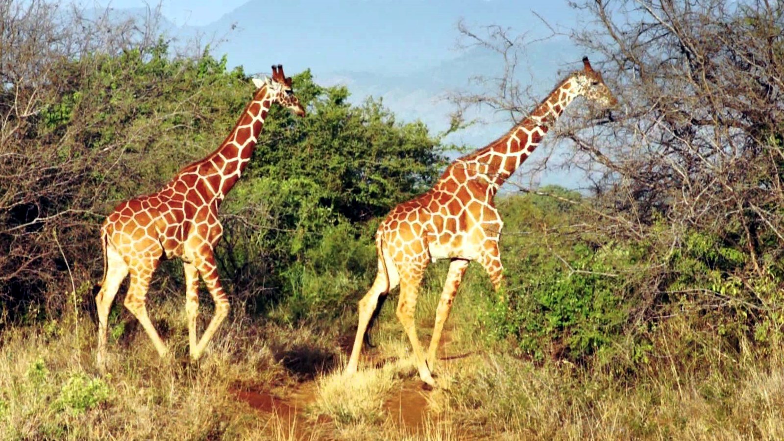 Nakuru | LAT.40