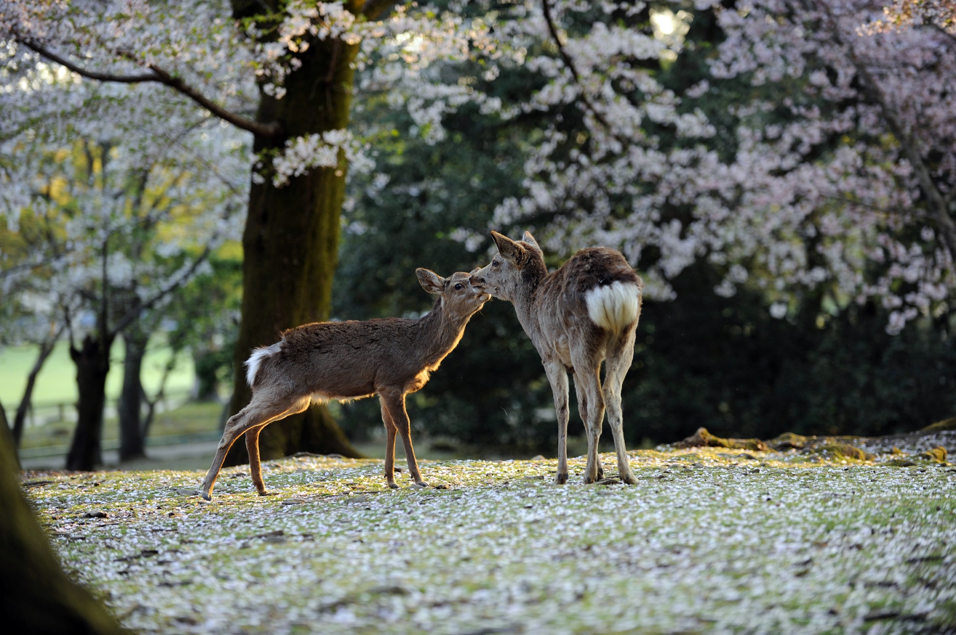 Nara | LAT.40