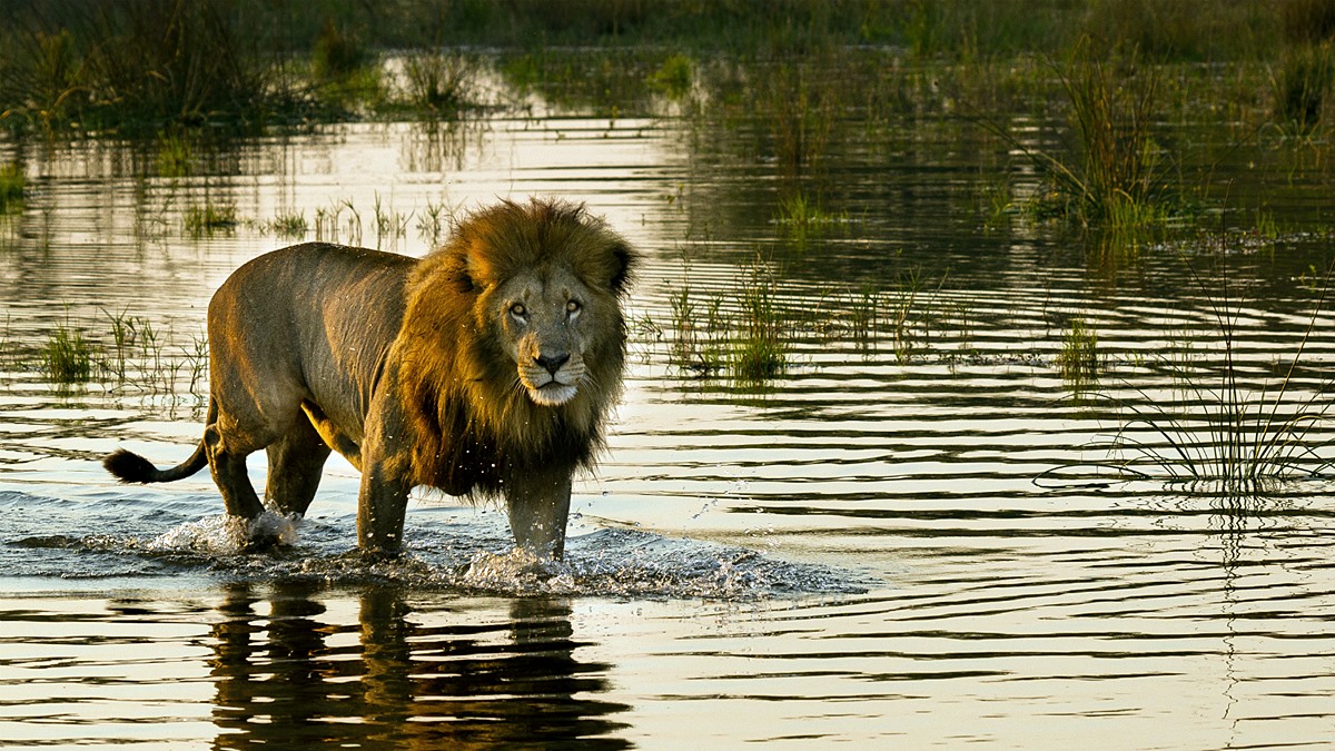 Sanctuary Baines en Delta Okavango