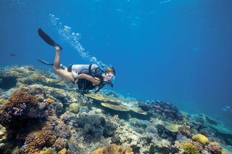 Lizard Island | LAT.40