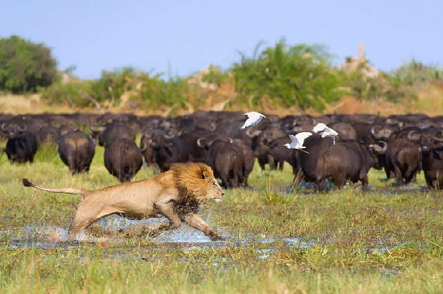 andBeyond Nxabega  en Delta Okavango