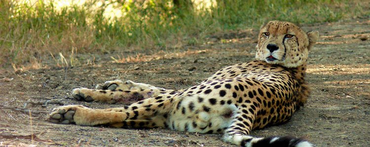 Laba Siwandu Camp en Selous Reserve