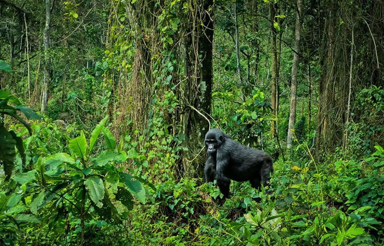 Bwindi Impenetrable National Park | LAT.40