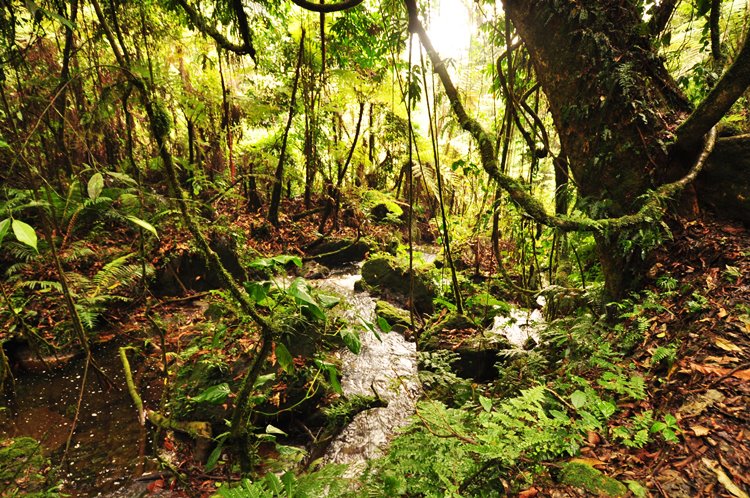 Bwindi Impenetrable National Park | LAT.40
