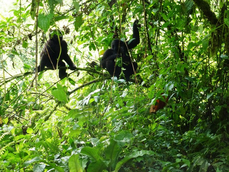 Bwindi Impenetrable National Park | LAT.40