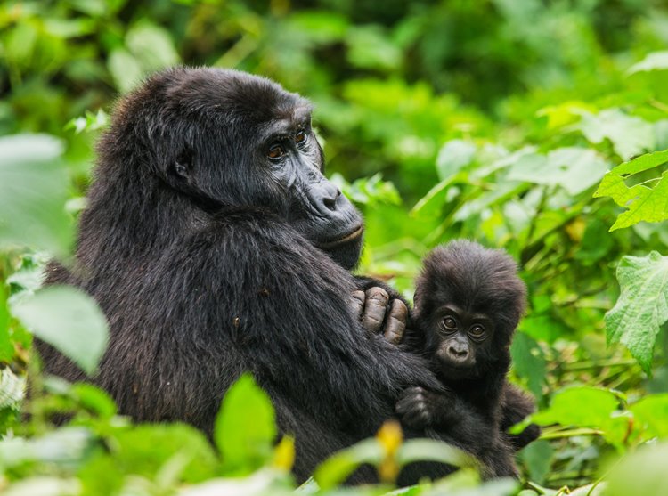 Bwindi Impenetrable National Park | LAT.40