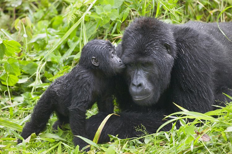 Bwindi Impenetrable National Park | LAT.40