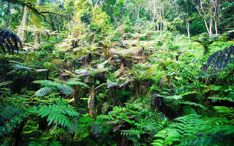 Bwindi Impenetrable National Park | LAT.40