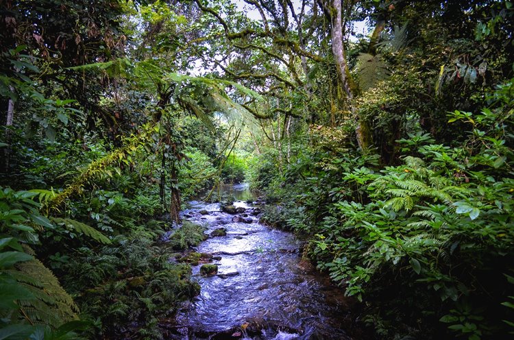 Bwindi Impenetrable National Park | LAT.40