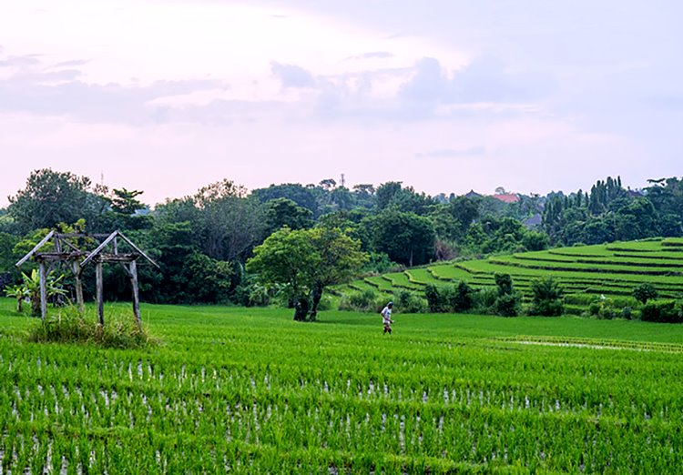 Canggu | LAT.40