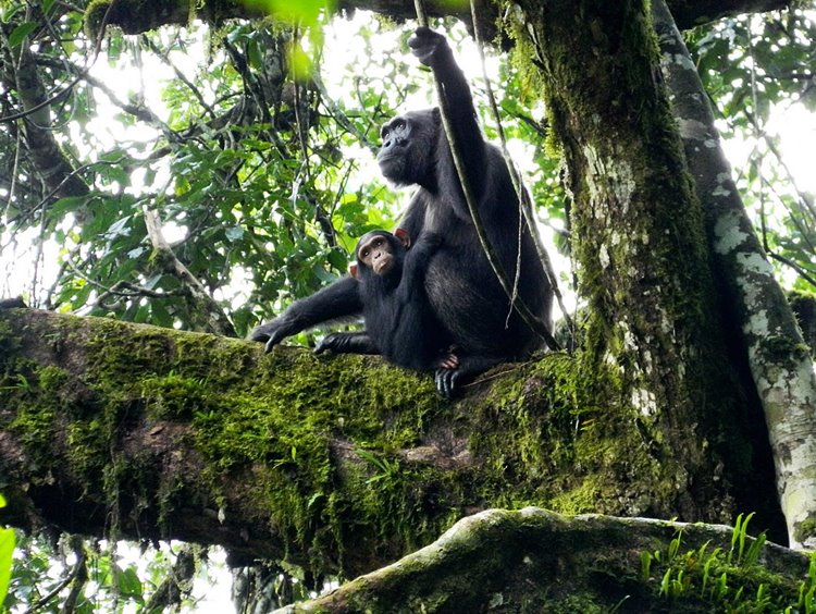 viaje Uganda, Kenia y Lamu diseñado por LAT.40