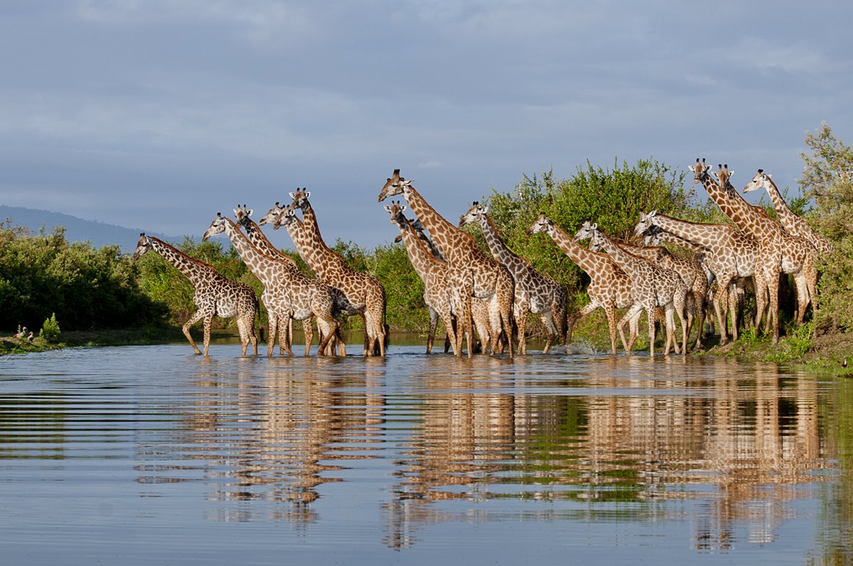 Jabali Ridge Camp en Ruaha