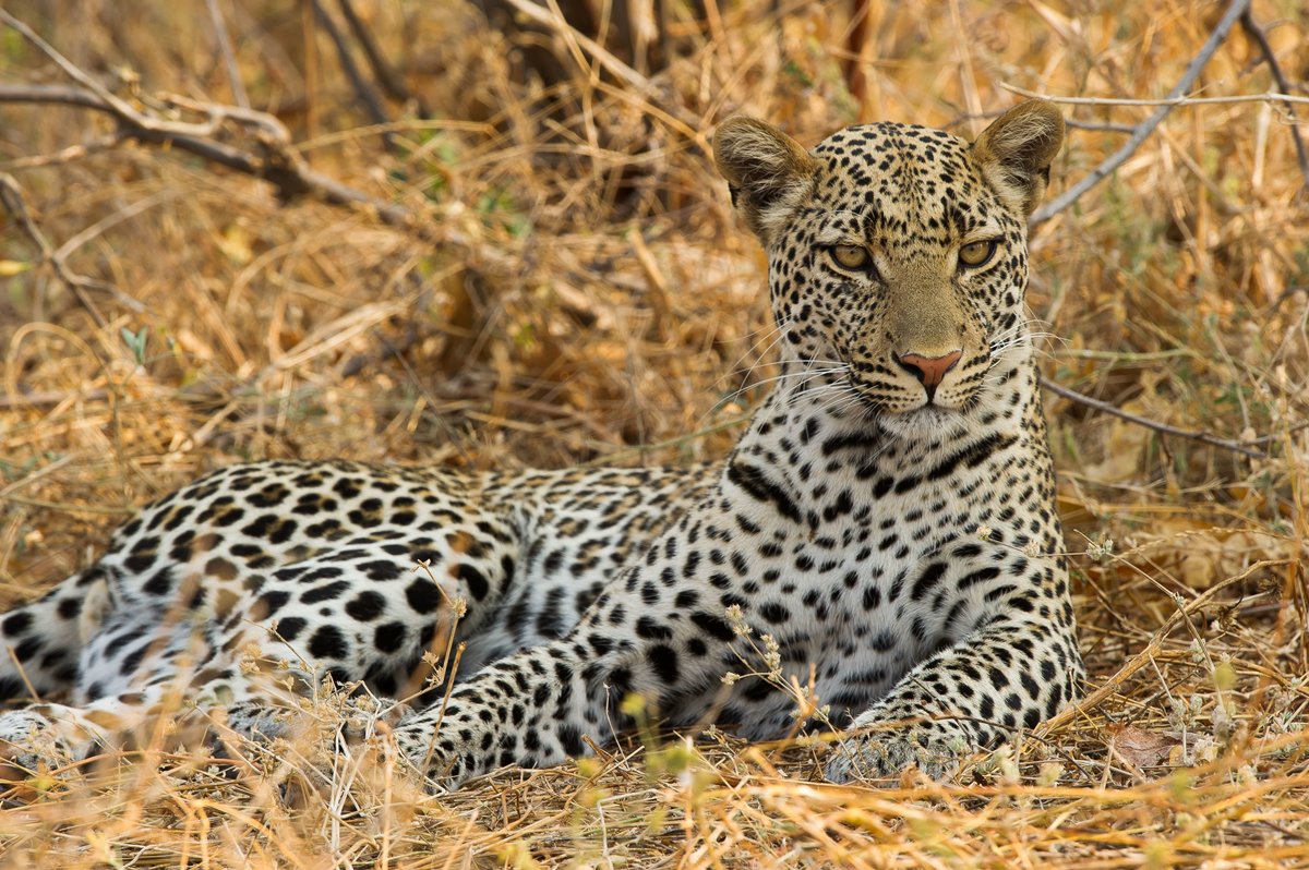 Jabali Ridge Camp en Ruaha