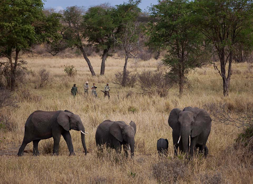 Jabali Ridge Camp en Ruaha
