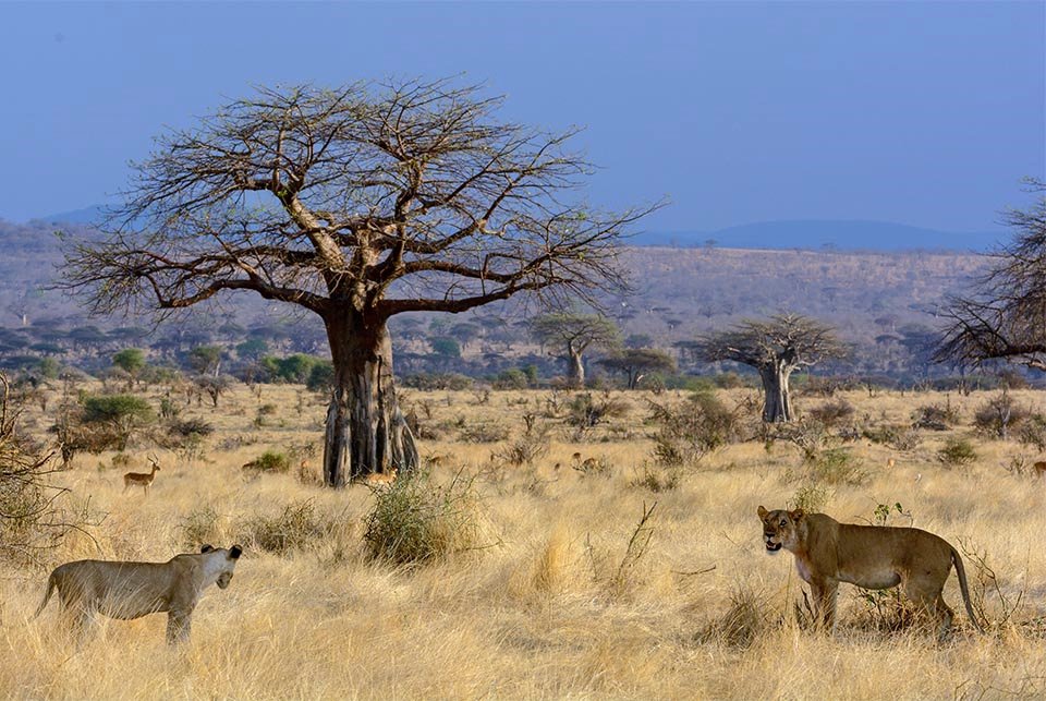 Jabali Ridge Camp en Ruaha
