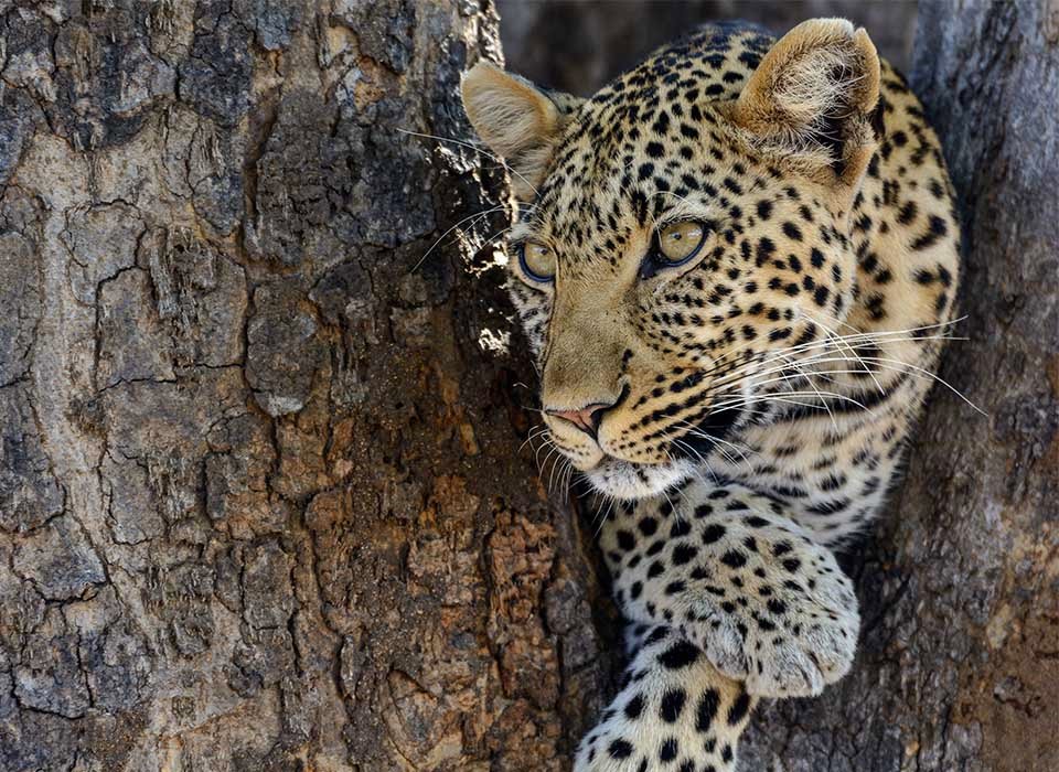 Jabali Ridge Camp en Ruaha