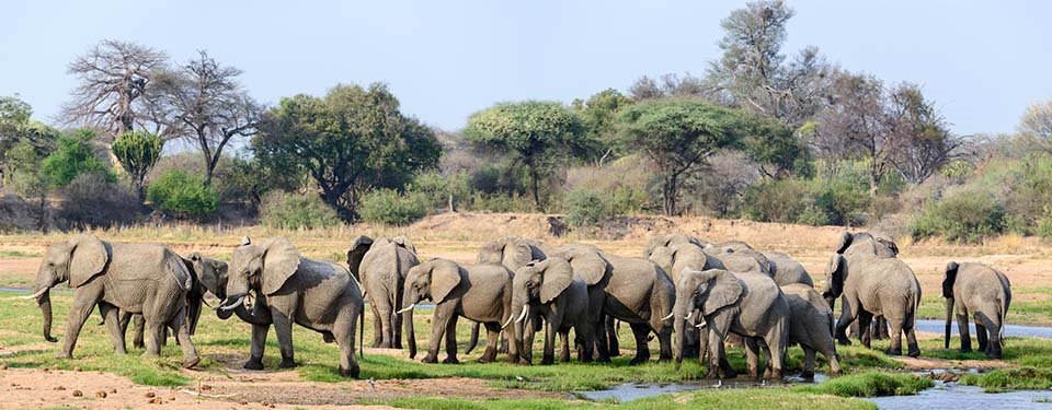 Jabali Ridge Camp en Ruaha