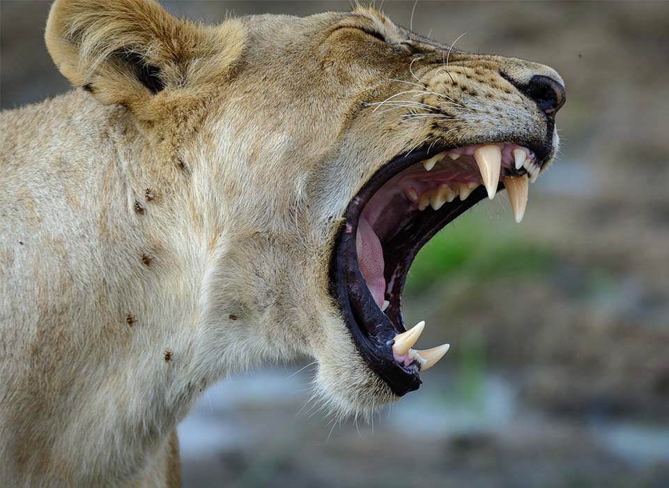 Jabali Ridge Camp en Ruaha