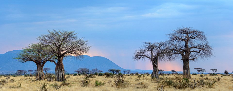 Jabali Ridge Camp en Ruaha
