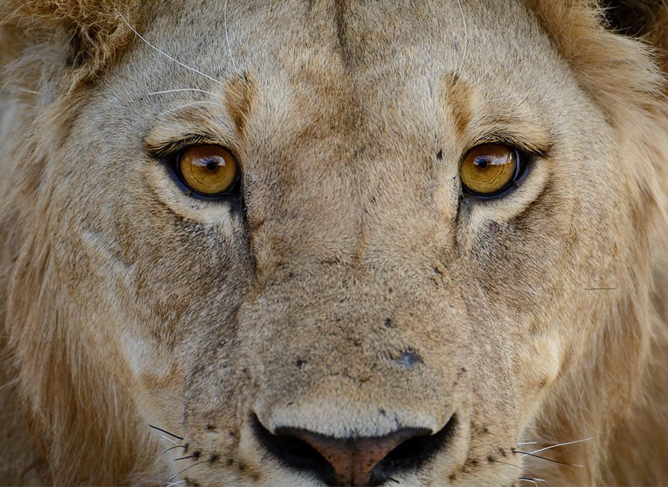 Jabali Ridge Camp en Ruaha