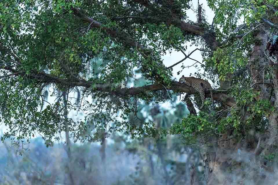 Jabali Ridge Camp en Ruaha