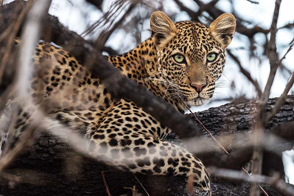 Jabali Ridge Camp en Ruaha