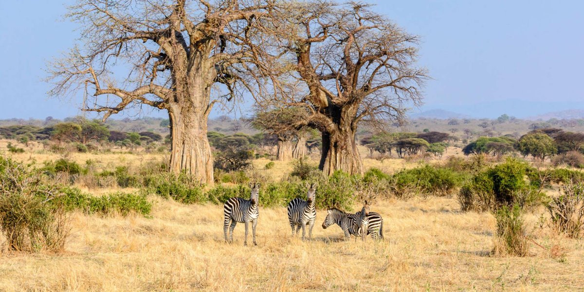 Jabali Ridge Camp en Ruaha