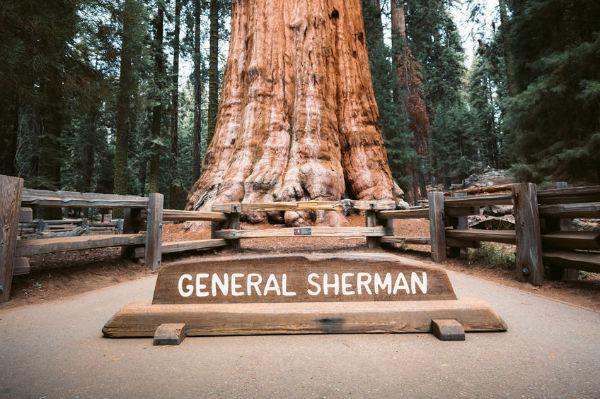 Sequoia National Forest | LAT.40