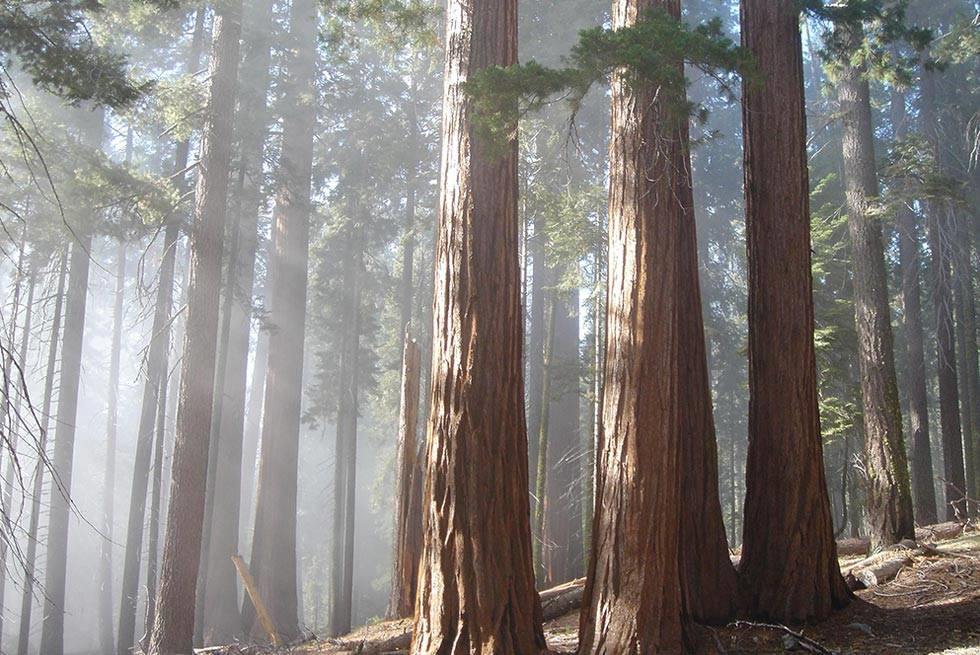 Sequoia National Forest | LAT.40