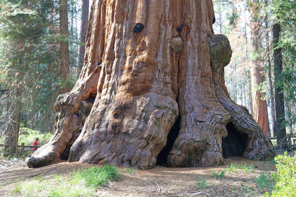 Sequoia National Forest | LAT.40