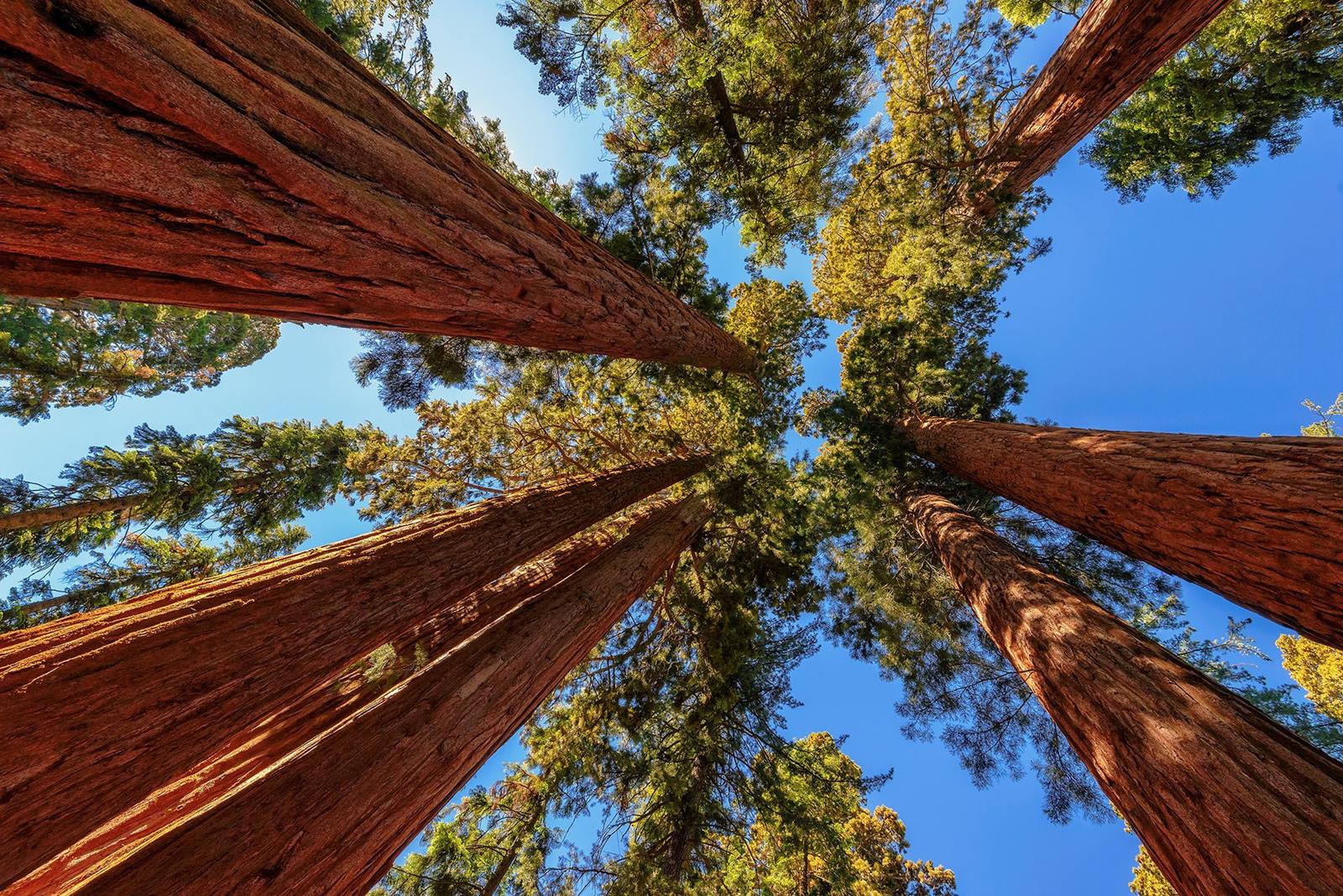 Sequoia National Forest | LAT.40