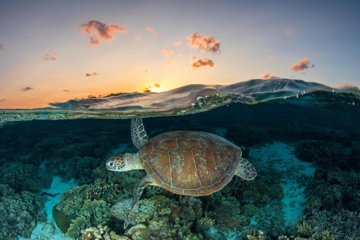 Wilson Island en Gran Barrera de Coral
