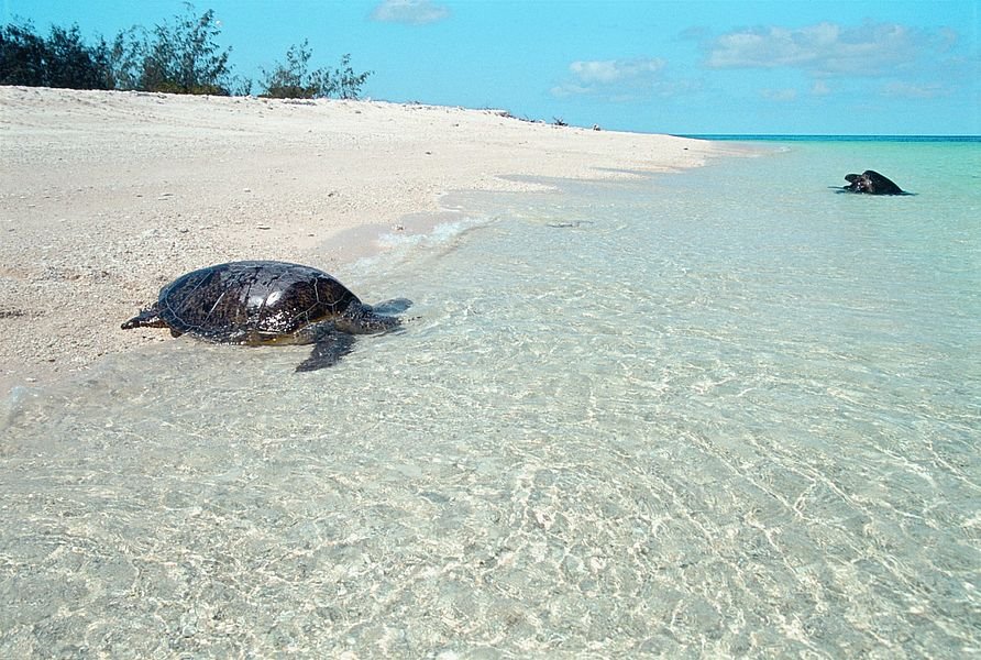 Wilson Island en Gran Barrera de Coral
