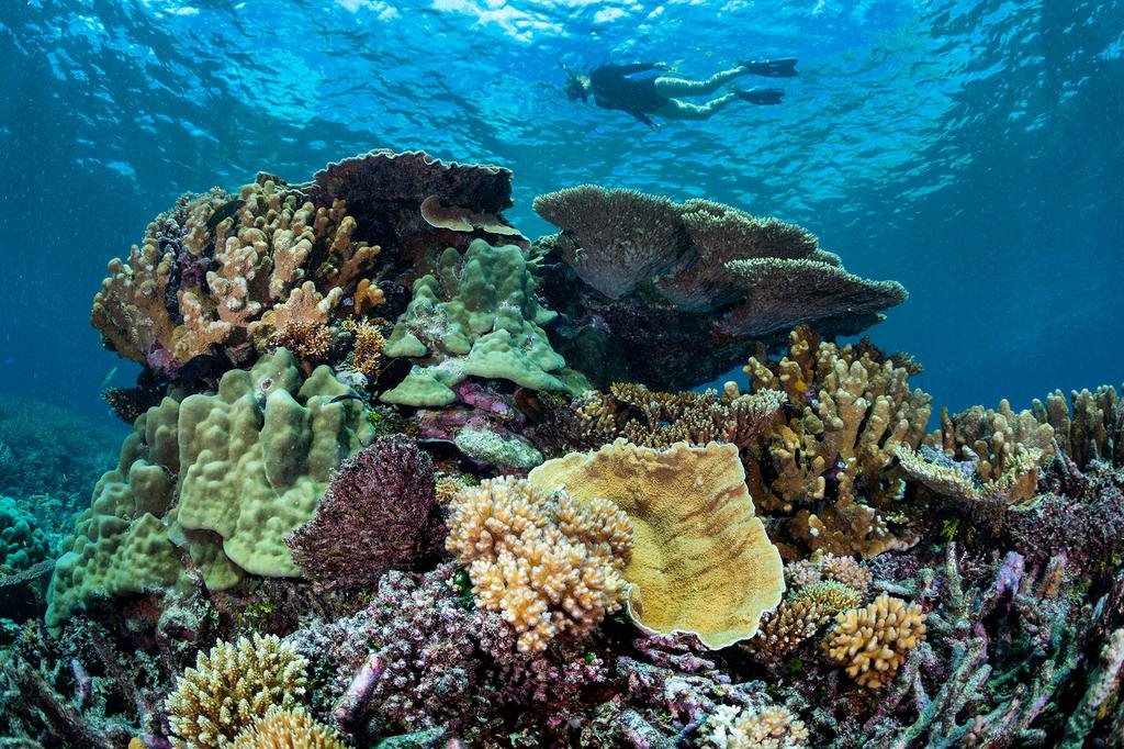 Wilson Island en Gran Barrera de Coral