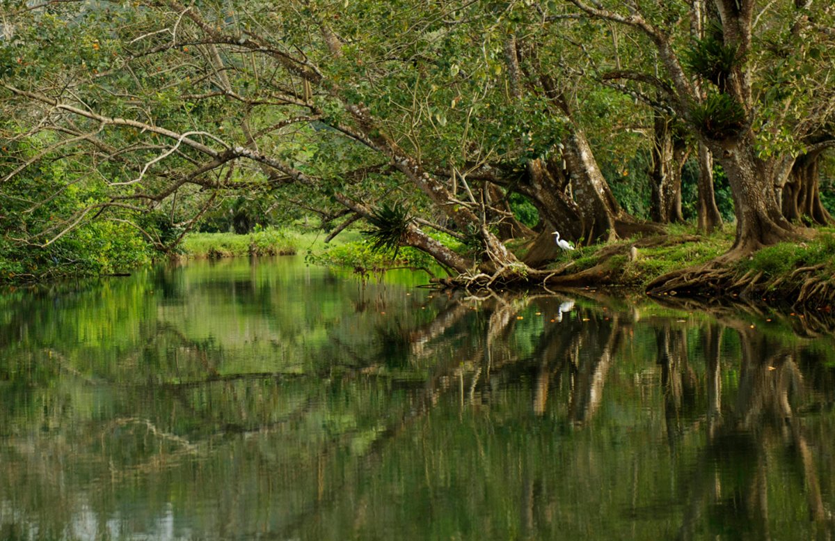 Portobelo | LAT.40