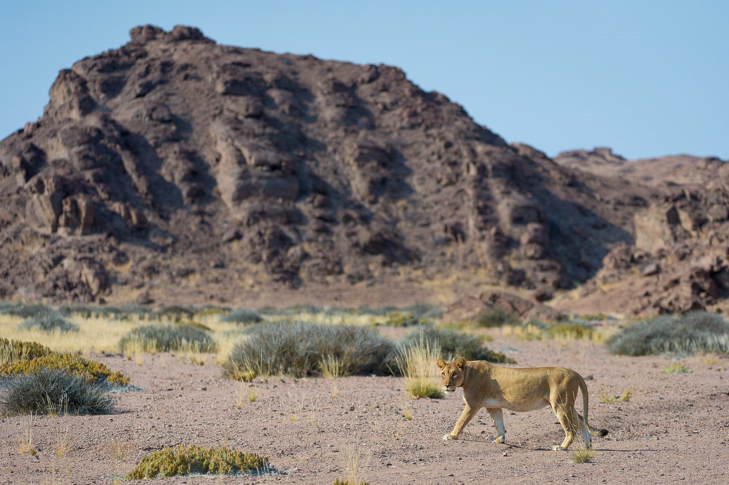 Skeleton Coast