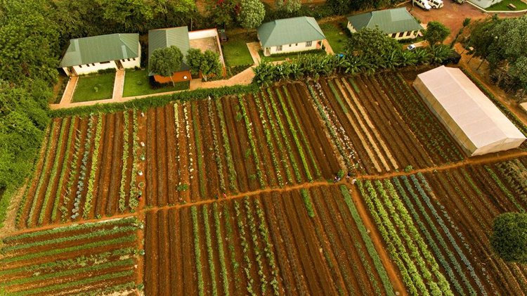 Acacia Farm Lodge en Karatu