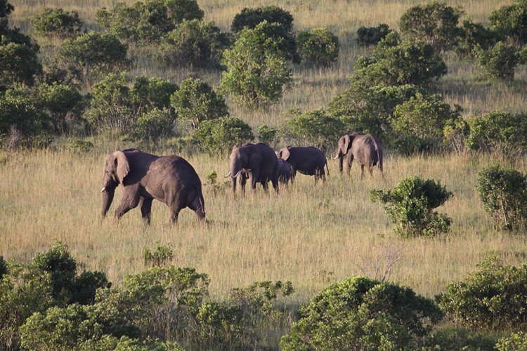 Masai Mara